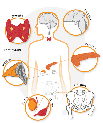 Endocrinological Nursing